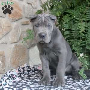 Nico, Cane Corso Puppy