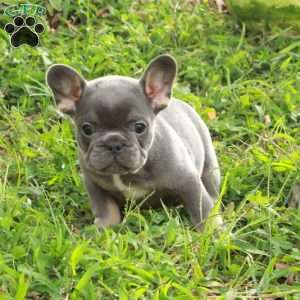 Nico, French Bulldog Puppy