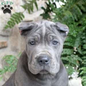 Nico, Cane Corso Puppy