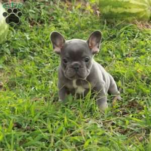 Nico, French Bulldog Puppy