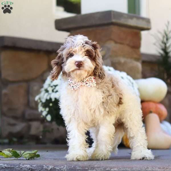 Nicole, Cockapoo Puppy