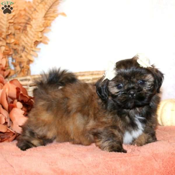 Nikki, Shih Tzu Puppy