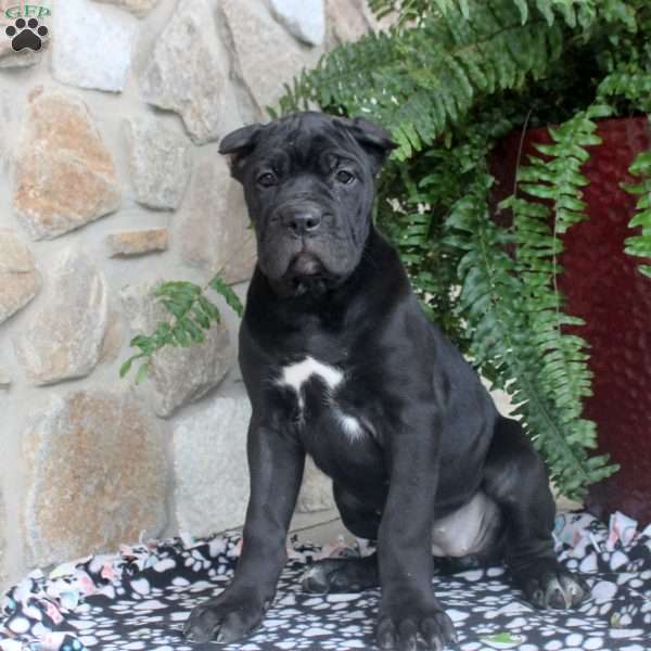 Nina, Cane Corso Puppy