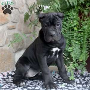 Nina, Cane Corso Puppy