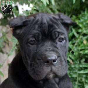 Nina, Cane Corso Puppy