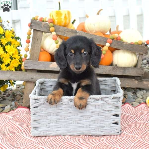 Nitro – Mini, Dachshund Puppy