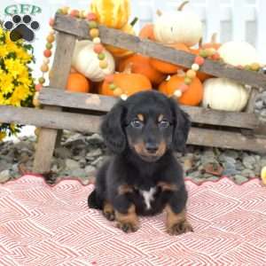 Nitro – Mini, Dachshund Puppy