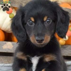 Nitro – Mini, Dachshund Puppy