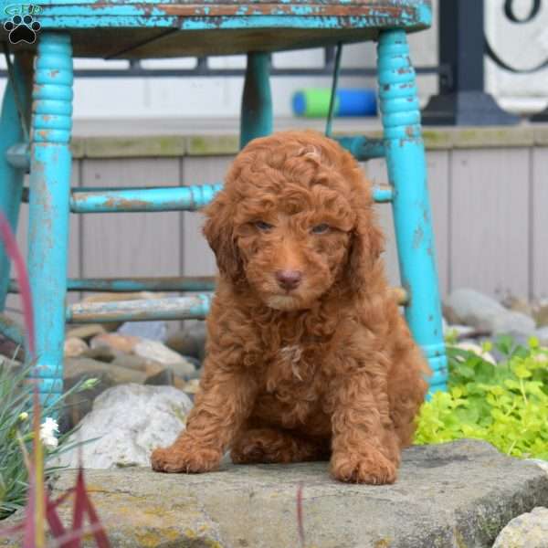 Noah, Miniature Poodle Puppy