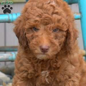 Noah, Miniature Poodle Puppy