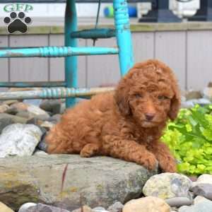 Noah, Miniature Poodle Puppy