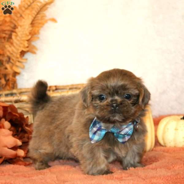 Noah, Shih Tzu Puppy