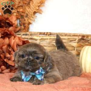 Noah, Shih Tzu Puppy