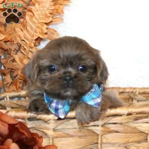 Noah, Shih Tzu Puppy
