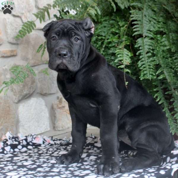 Noelle, Cane Corso Puppy