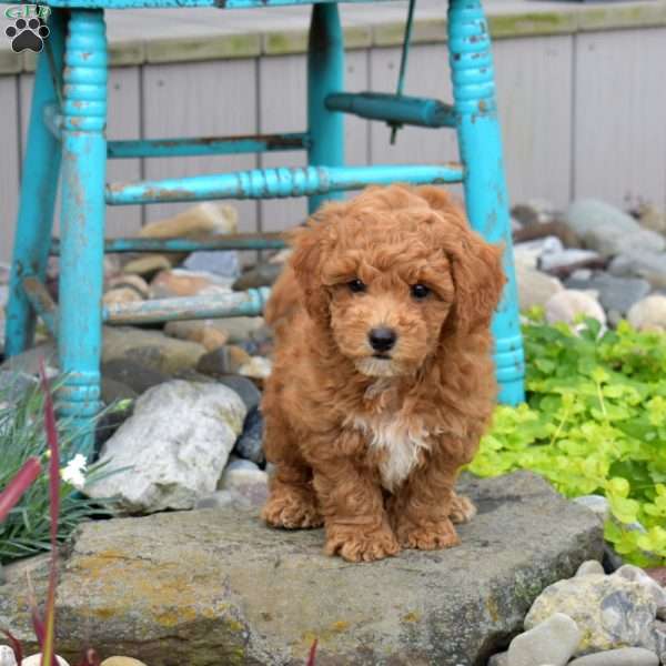 Noelle, Miniature Poodle Puppy