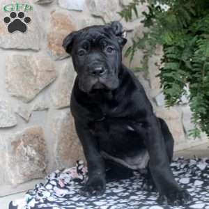 Noelle, Cane Corso Puppy