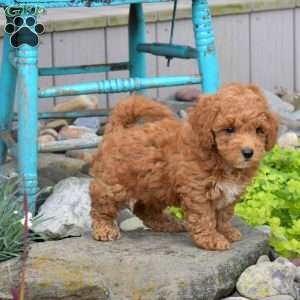 Noelle, Miniature Poodle Puppy
