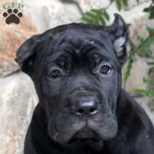 Noelle, Cane Corso Puppy