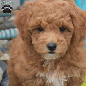 Noelle, Miniature Poodle Puppy