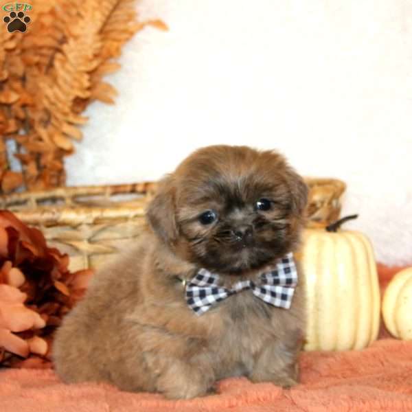Nolan, Shih Tzu Puppy