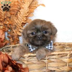 Nolan, Shih Tzu Puppy
