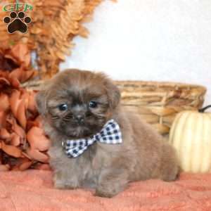 Nolan, Shih Tzu Puppy
