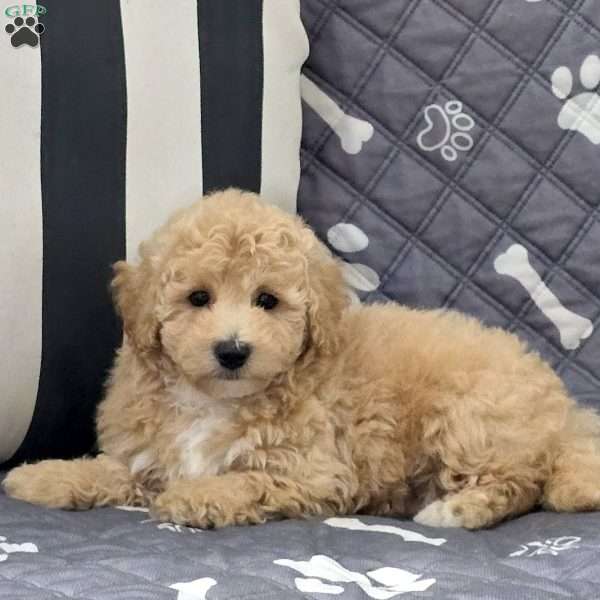 Noodle, Bich-Poo Puppy