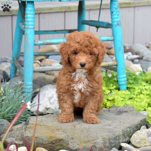 Nora, Miniature Poodle Puppy