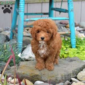 Nora, Miniature Poodle Puppy