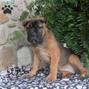 Nora, Cane Corso Puppy