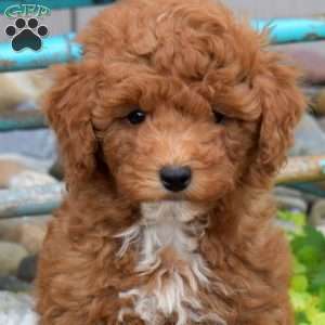 Nora, Miniature Poodle Puppy