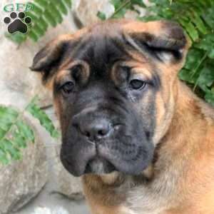 Nora, Cane Corso Puppy