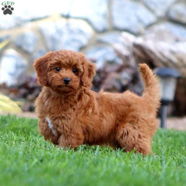 Nora, Cavapoo Puppy