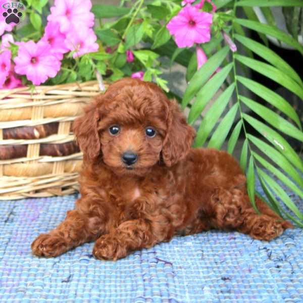 Nora, Toy Poodle Puppy