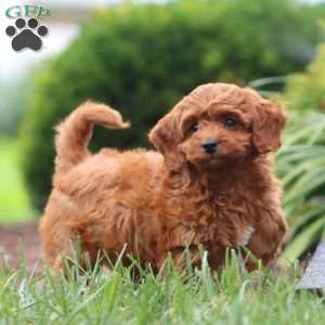 Nora, Cavapoo Puppy