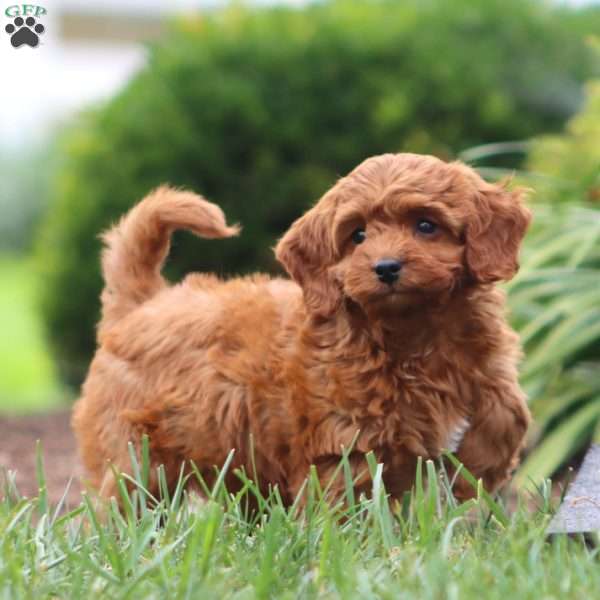 Nora, Cavapoo Puppy