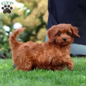 Nora, Cavapoo Puppy