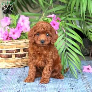 Nora, Toy Poodle Puppy