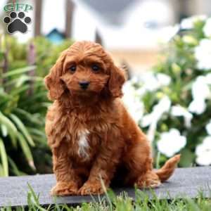 Nora, Cavapoo Puppy