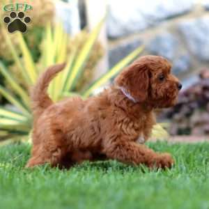 Nora, Cavapoo Puppy