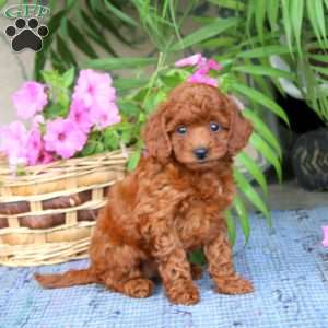 Nora, Toy Poodle Puppy