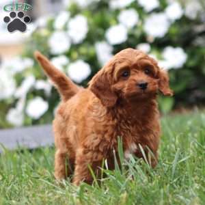 Nora, Cavapoo Puppy
