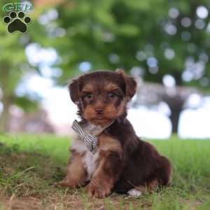 Nougat, Yorkie Poo Puppy