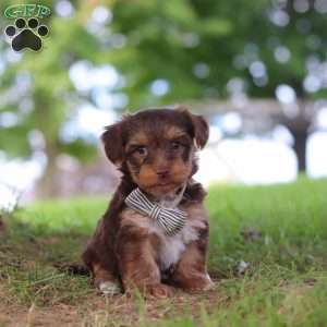Nougat, Yorkie Poo Puppy