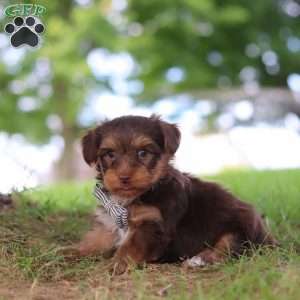 Nougat, Yorkie Poo Puppy