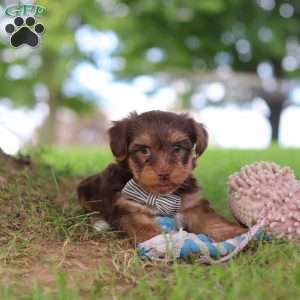 Nougat, Yorkie Poo Puppy