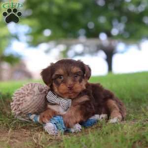 Nougat, Yorkie Poo Puppy