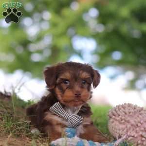 Nougat, Yorkie Poo Puppy