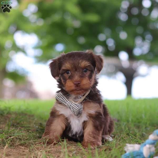 Nougat, Yorkie Poo Puppy